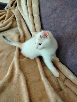 Котят в добрые руки