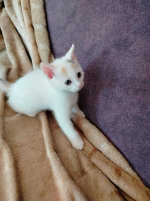 Котят в добрые руки