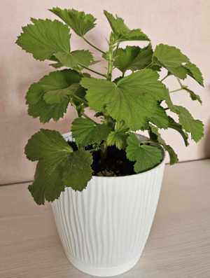 Цветы:Королевская герань.