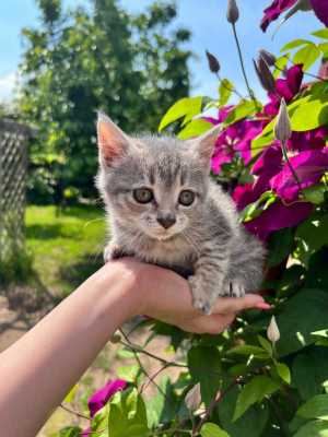 Малышка Бэтси (3 мес.) ищет дом