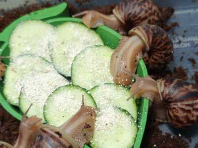 Улитки Ахатины Иммакулята