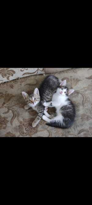 Отдам котят в добрые руки