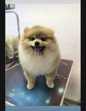 Стрижки животных