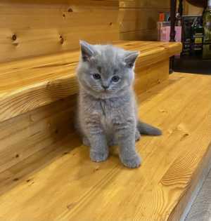 Британские котята