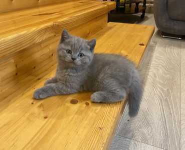 Британские котята
