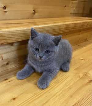 Британские котята