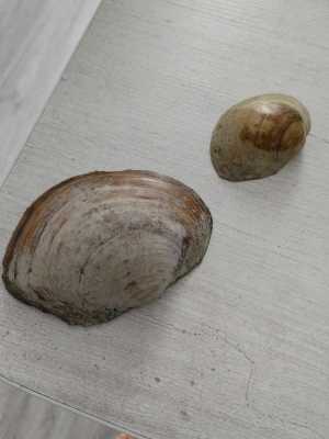 Раковины молюски