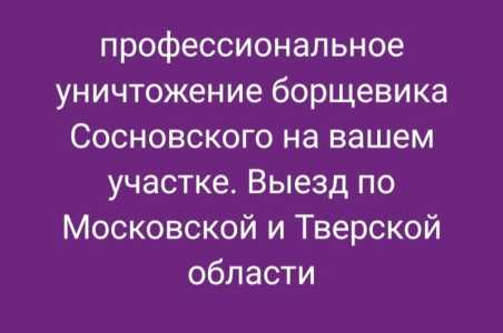 Профессиональная обработка БОРЩЕВИКА СОСНОВСКОГО