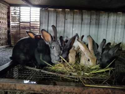 Кролики порода Великан