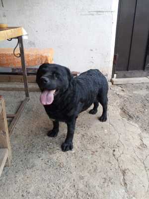 Вязка Лабрадор