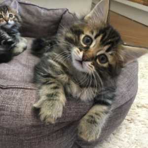 Котята от титулованных родителей