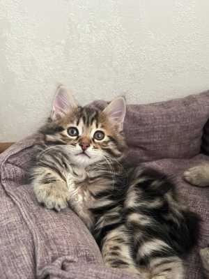 Котята от титулованных родителей