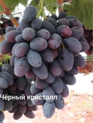 Виноград оптом.