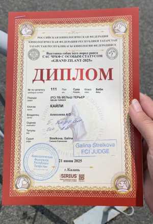 щенок вельштерьера