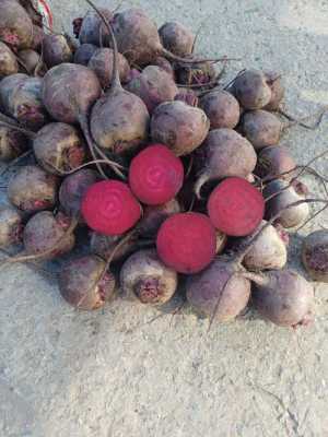 Свекла. Оптом.