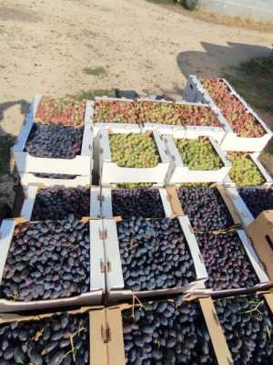 Виноград оптом.