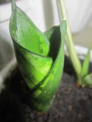 Сансевиерия Hahnii Silver Flame/Денис