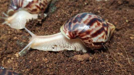 Улитка Ахатина