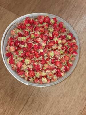 Клубника полевая