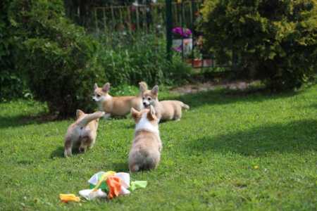 корги щенки