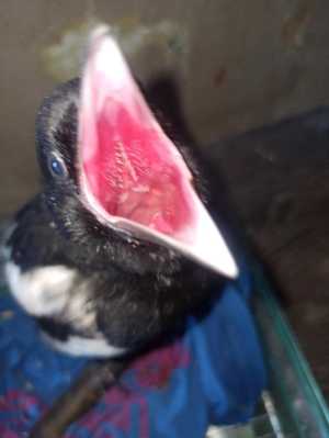 Сорока ручная выкормыш