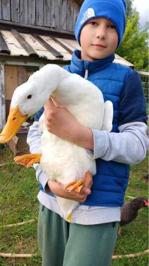 Утки Агидель