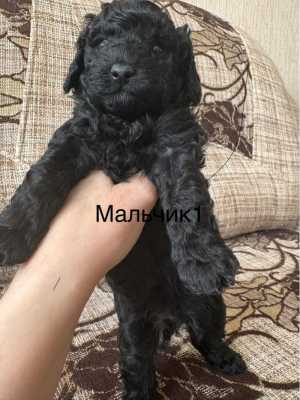 ������