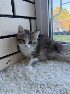 � ������ ����