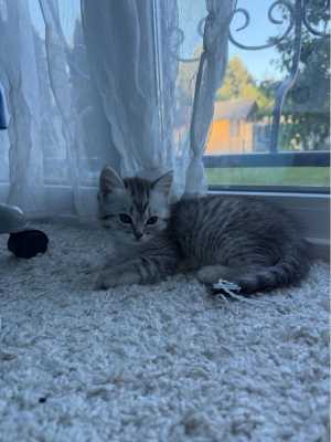 � ������ ����