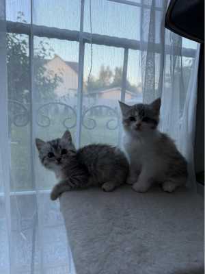 � ������ ����