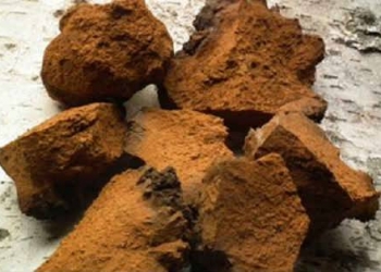 Продам грибы Чага оптом