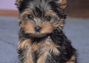 Йоркширский терьер