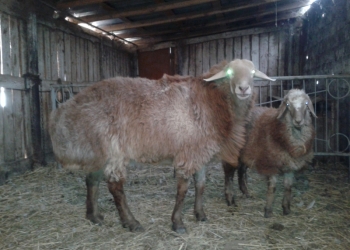 Продам породистого барана