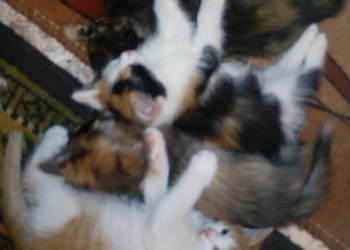 отдам в добрые руки