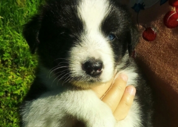 Продадим щенят(Хаски)