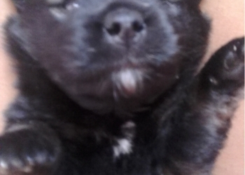 Отдаю щенка ( бесплатно )