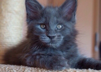 Котики от чемпионов