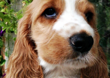 Английский кокер-спаниель