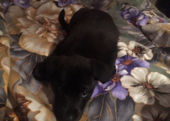 Продам щенка Лабродорп