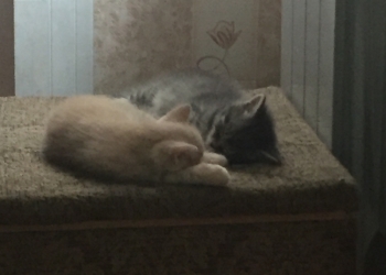 Отдам котят в хорошие руки
