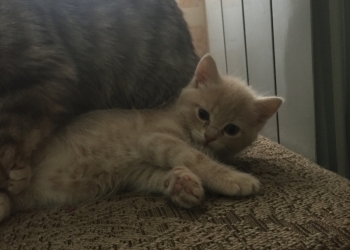 Отдам котят в хорошие руки