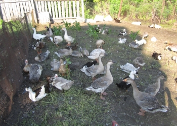 Куры,Гуси,Утки,Индоутки