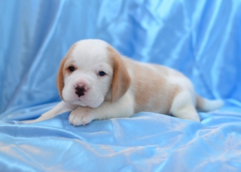 щенки бигля