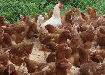 Куры,гуси,утки,мулард.