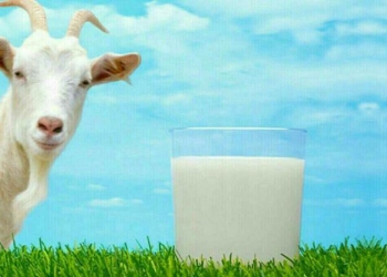 Козье молоко
