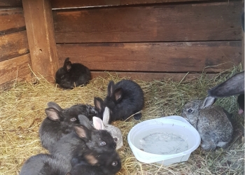 Кролики от 1 месяцев до 1года