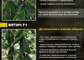 Продаем профессиональные семена огурца для теплиц