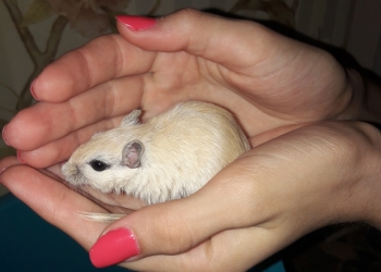 Песчанки цветные