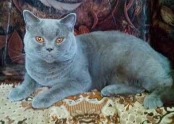 Ищу добрые руки