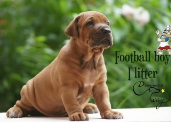 Высокопрочные щенки Родезийского Риджбека